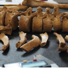 The human bones of Lucena present an optimal state of conservation to carry out bioarcheology practices